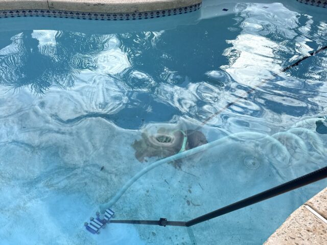 Pool before weekly pool cleaning in Mesa del Sol, Yuma